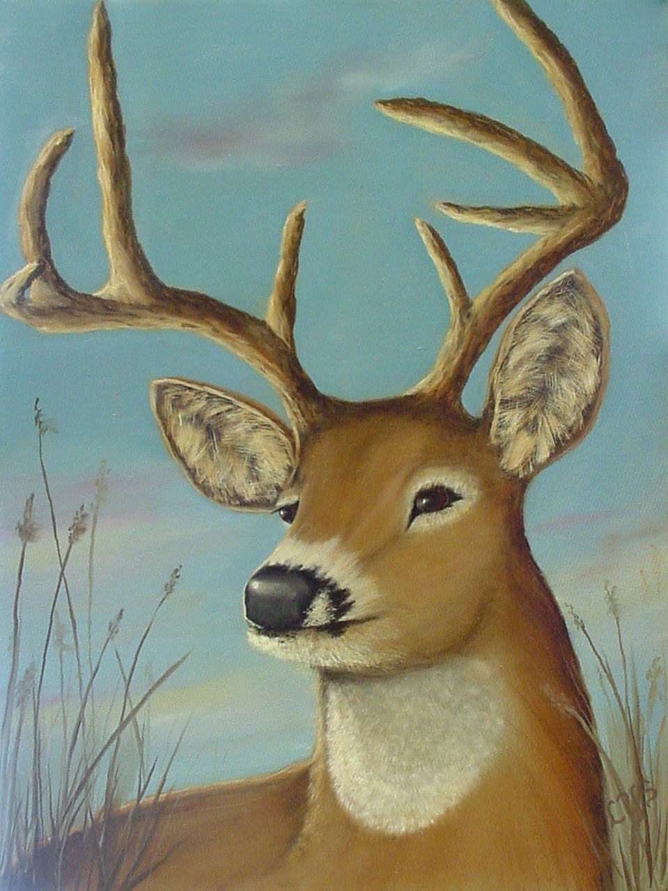 White Tailed Deer